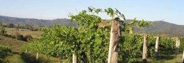 SANDY CREEK QLD - Winery / Vineyard - 330 Acres - $4.0M - 50% Contracoin