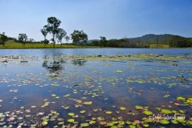 CAPTAIN CREEK QLD - Approved 5 Lot Subdivision - $7.25M - $2,175,000 Contracoin (30%)