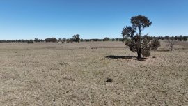 BRUIE PLANES NSW - Quality Mixed farming Property - $2.0M - 30% Contracoin